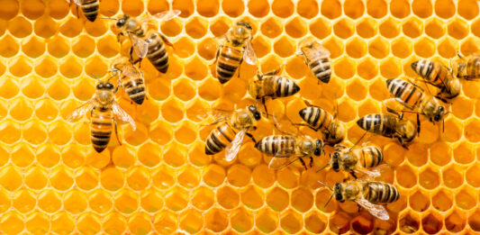 ¿Qué pasaría si desaparecen las abejas? | ¿Se acabaría el mundo? Qué pasaría si desaparecen las abejas. Se acabaría el mundo