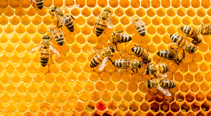 Qué pasaría si desaparecen las abejas. Se acabaría el mundo