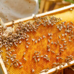 Qué pasaría si desaparecen las abejas. Se acabaría el mundo…