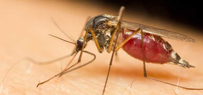 animales mas letales el mosquito