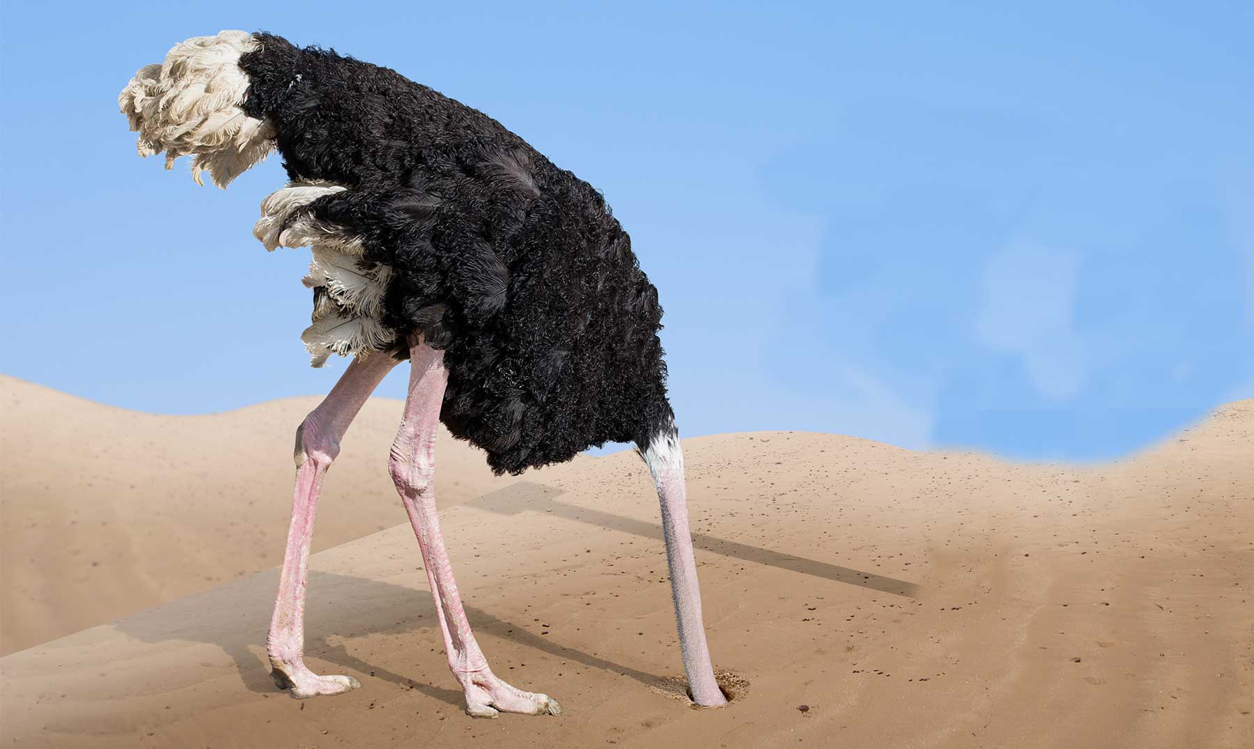 El avestruz esconde la cabeza bajo tierra? | La verdad de este mito
