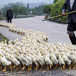 Trabajos curiosos: Paseador de patos