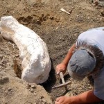 Trabajos curiosos: Patoecologista