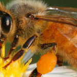 Polinizacion abejas