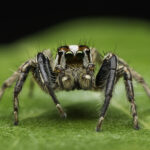 ่jumping spider closeup on green leave