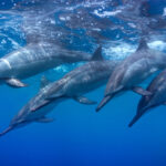 Cómo duermen los delfines _ Razones increíbles (1)