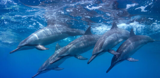 Cómo duermen los delfines _ Razones increíbles