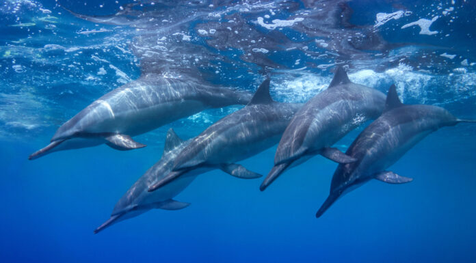 Cómo duermen los delfines _ Razones increíbles