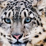 Leopardo de las Nieves