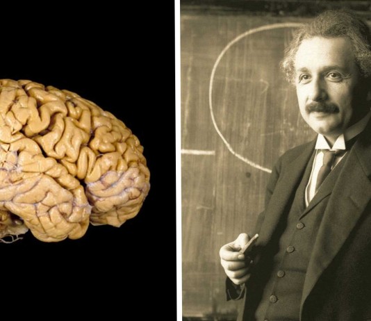 El curioso cerebro de Albert Einstein