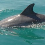 Delfines duermen despiertos