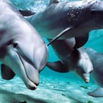 Delfines inteligencia