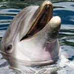Curiosidades de los delfines