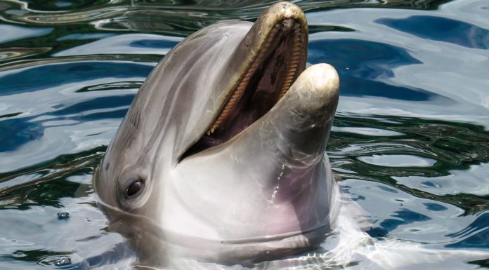 Curiosidades de los delfines