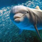 datos curiosos de los delfines