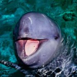 irawadi delfin