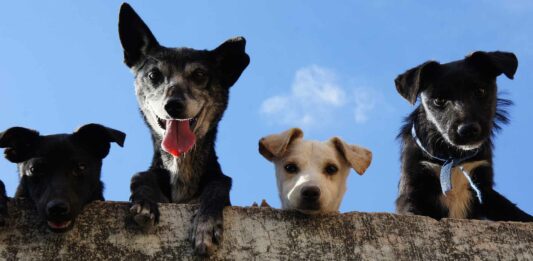 La inteligencia de los perros | ¿Es igual a la de un niño? los perros son inteligentes