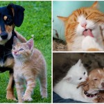 ¿Por qué los perros obedecen y los gatos no?