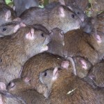 ratas isla de pascua
