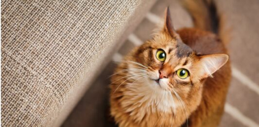 Por qué los gatos no obedecen