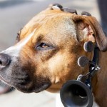 traductor de perros