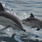 wild-common-dolphin-mother-calf-picture-id464573714