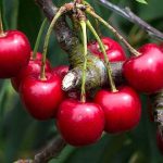 Alimentos venenosos, Huesos de cereza