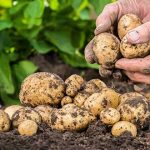 Alimentos venenosos, Patatas