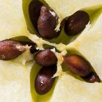 Alimentos venenosos, Semillas de Manzana