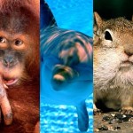 Animales inteligentes