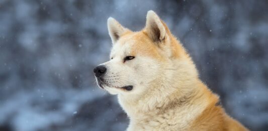 Conoce la Historia de Hachiko, El Perro más leal del mundo