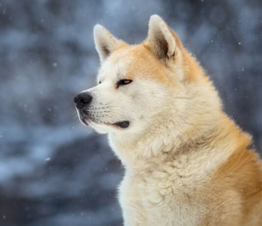 Conoce la Historia de Hachiko, El Perro más leal del mundo