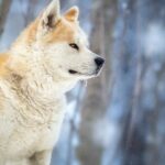 Conoce la historia de Hachiko. El perro más leal del mundo