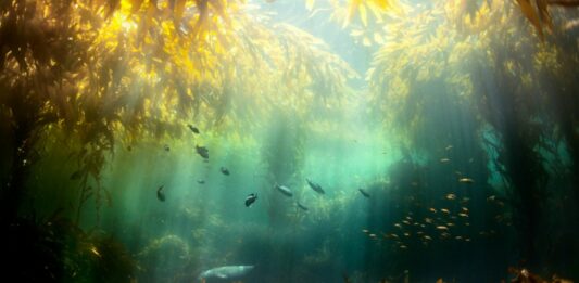 Bosque de algas Kelp Supercurioso