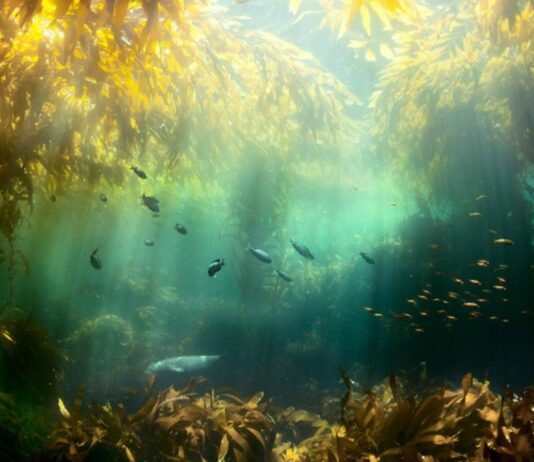 Bosque de algas Kelp | Una maravilla subacuática Bosque de algas Kelp Supercurioso