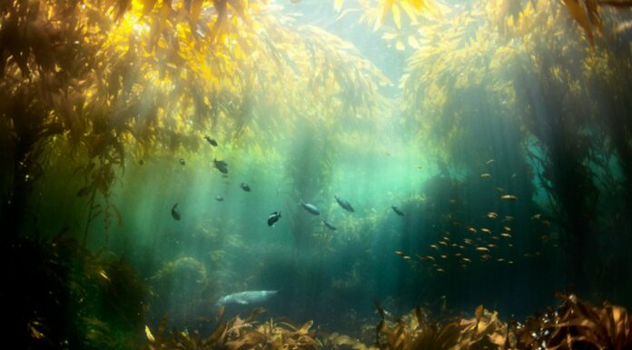 Bosque de algas Kelp Supercurioso