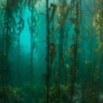 Bosque de algas Kelp Supercurioso