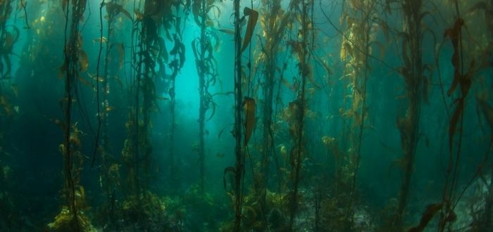 Bosque de algas Kelp Supercurioso