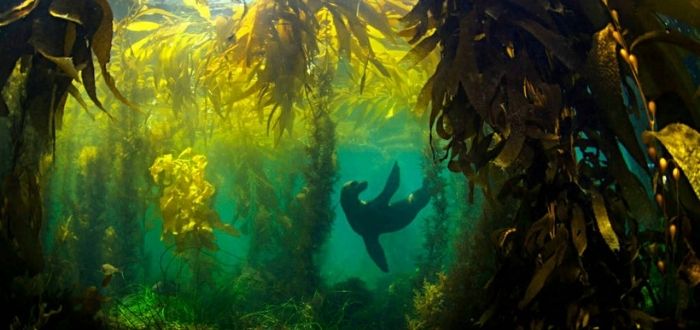 bosques de algas gigantes Supercurioso