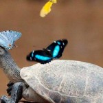 Las mariposas que beben lágrimas de tortuga