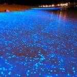 Mar de estrellas Vaadhoo maldivas