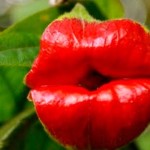 Psychotria Elatra labios
