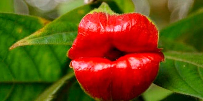 Psychotria Elatra labios - Supercurioso