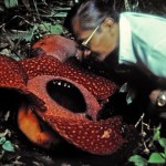 Rafflesia arnoldii