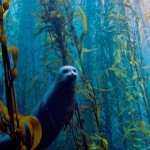 animales kelp