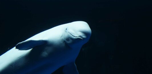ballena noc