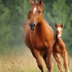 chestnut-mare-and-foal-run-free-picture-id1194900843 (1)