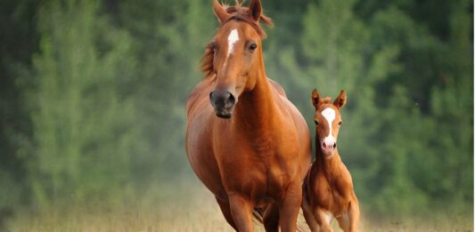Los Animales Más Inteligentes del Mundo