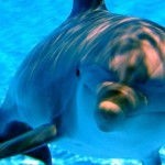 delfines inteligentes