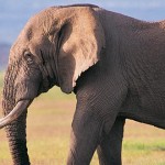 elefantes inteligentes